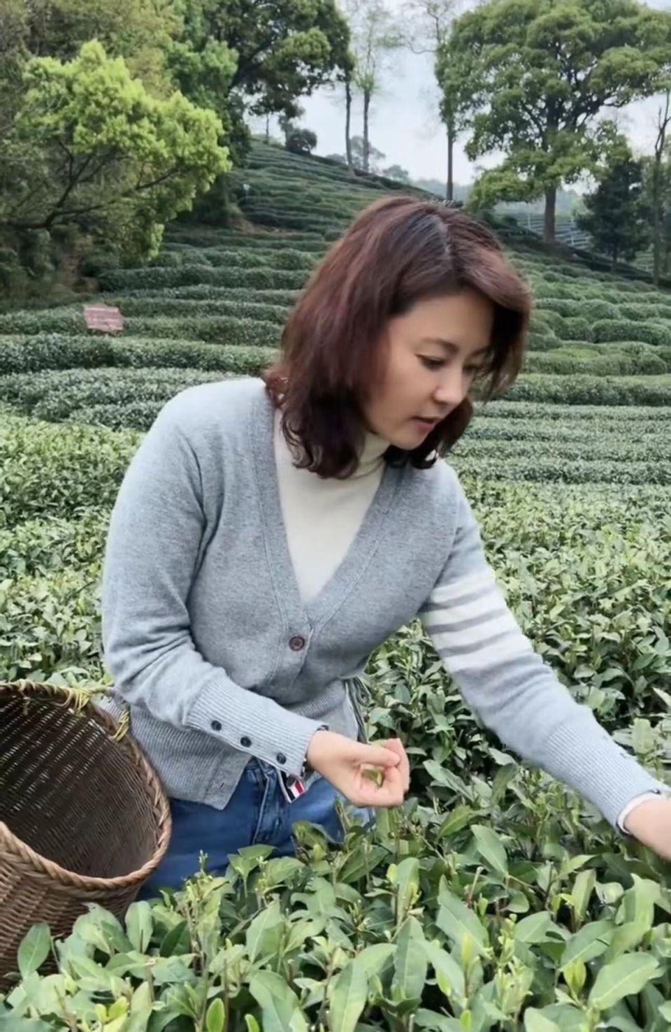 电视主持人刘芳菲在茶园采茶!