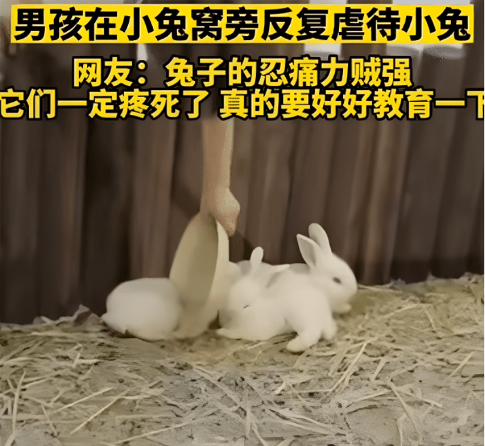小男孩用盘子反复虐待兔子,网友: 窒息,希望家长能好好教育
