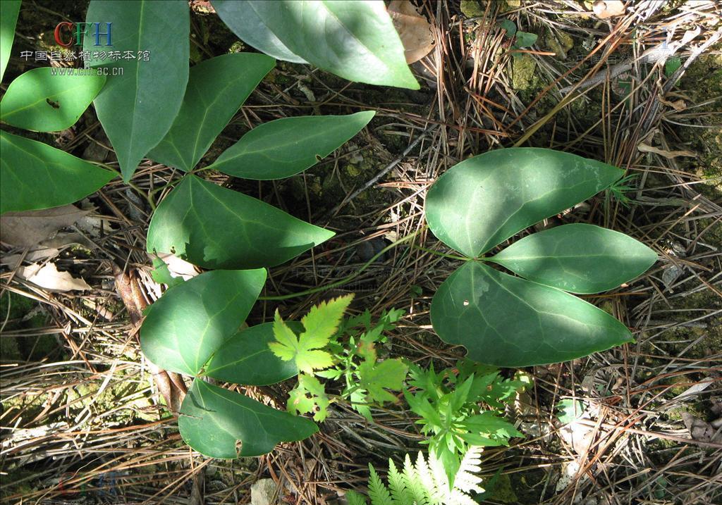 分享抗病中药——红藤,清热解毒,活血止痛,常用于治疗肠病