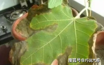 原创            盆栽花卉黄叶，按图索骥治疗（盆载花黄叶怎么办?）