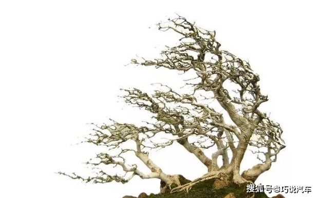 原创            盆栽花卉黄叶，按图索骥治疗（盆载花黄叶怎么办?）