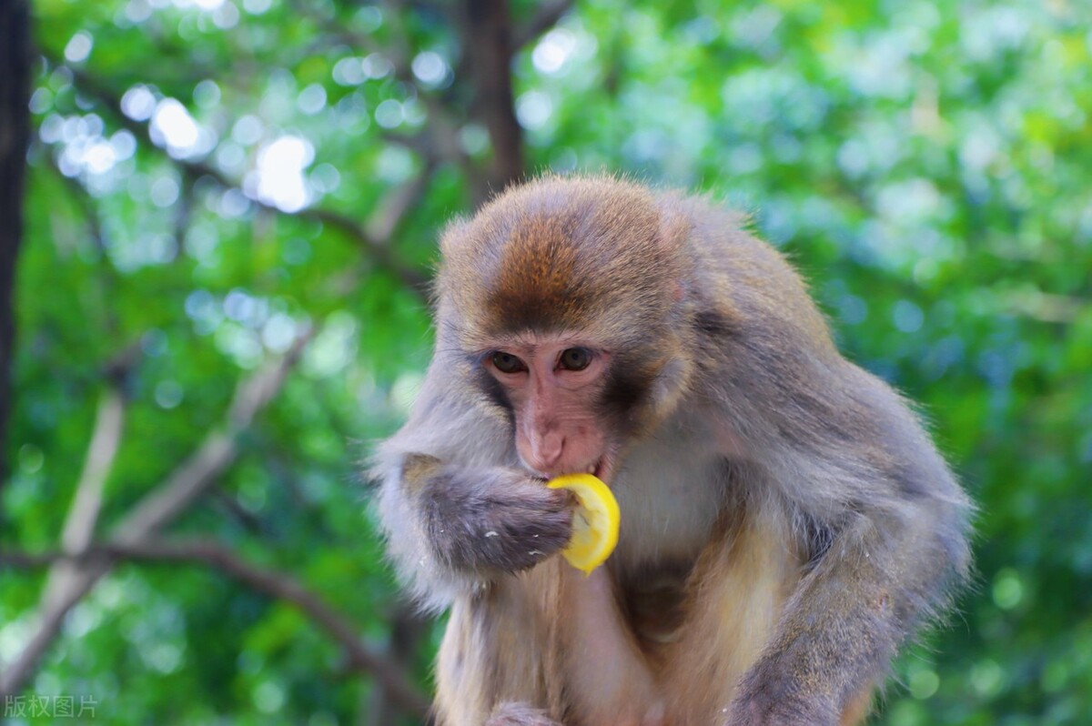 科普:六耳猕猴的来历,六耳猕猴在热带雨林中的作用_古老_组成部分