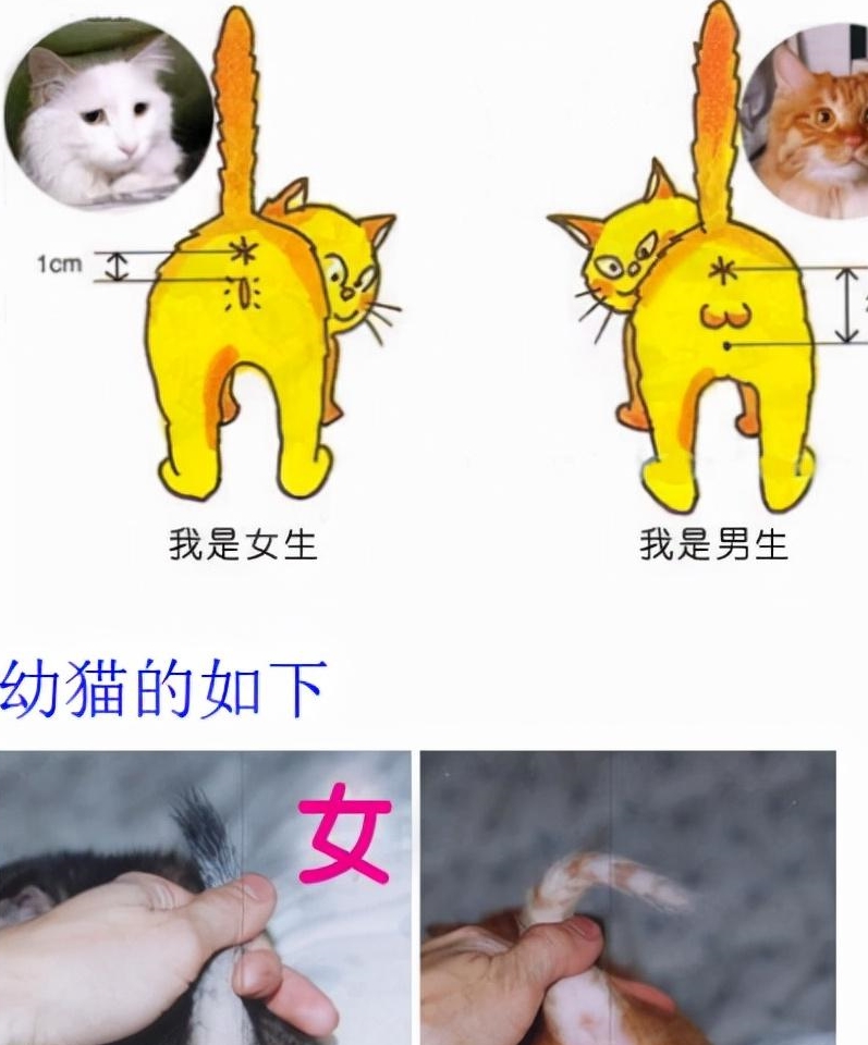 "号,而且肛门和外生殖器官开口的距离较近,公猫的生殖器像":"号,它们