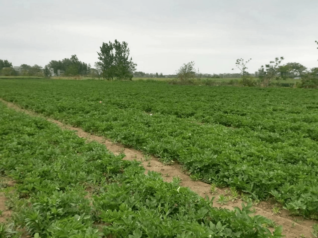 家庭農場中藥材種植基地,放眼望去,只見工人們正在忙著給白芷鬆土除草