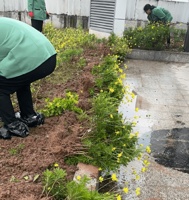 万盛中医院项目移栽树苗 助力万盛中医院上档升级服务更给力