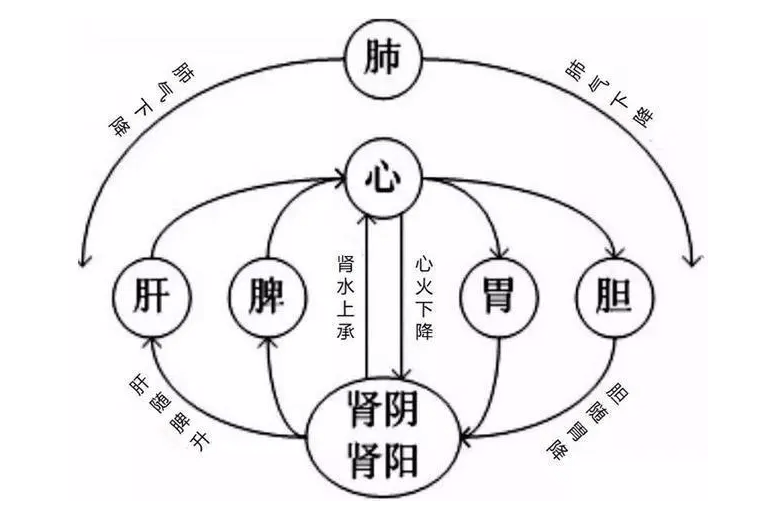 中医关于肺与大肠相表里的理论,在现代医学寻找依据和启示_经络_人体