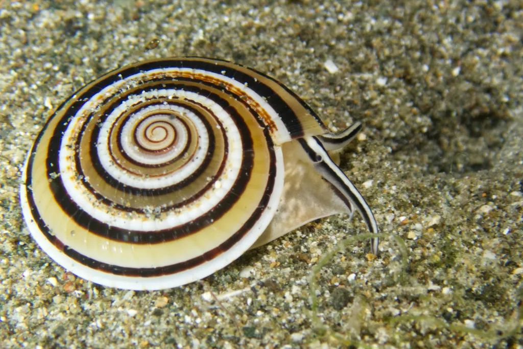 寻宝深圳市海之洋贝壳博物馆 │ 初识配景轮螺_白色_中国_海南岛