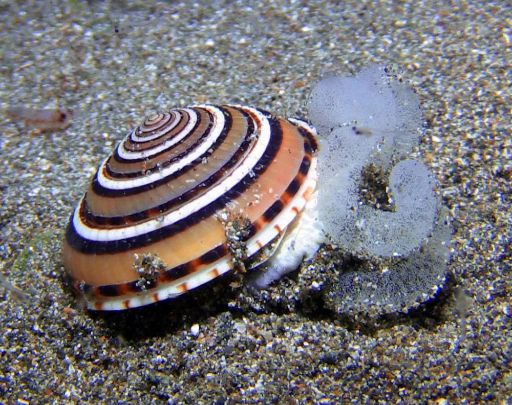 寻宝深圳市海之洋贝壳博物馆 │ 初识配景轮螺_白色_中国_海南岛