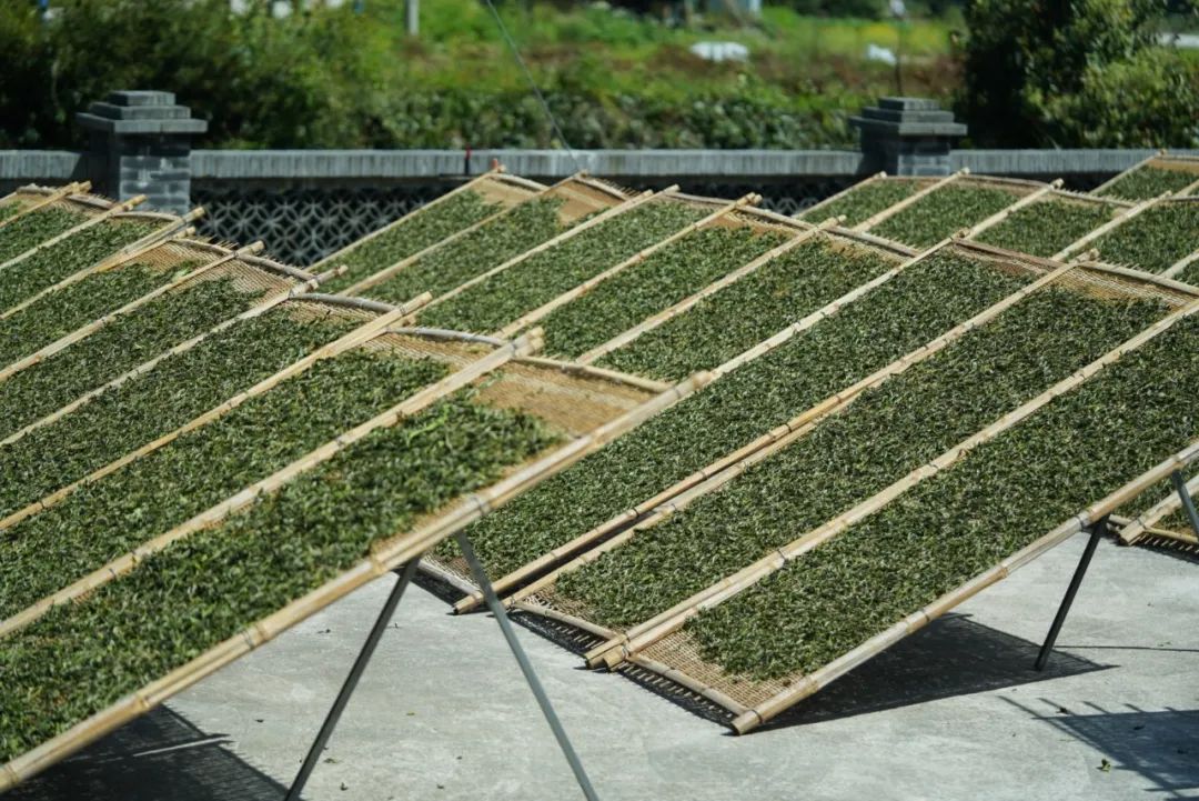 为什么都说福鼎磻溪的白茶分外甜?_茶叶_茶树_甜度