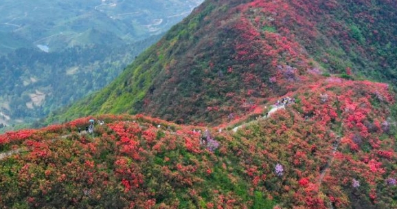 杜鹃花（杜鹃花喜阴还是喜阳） 第2张