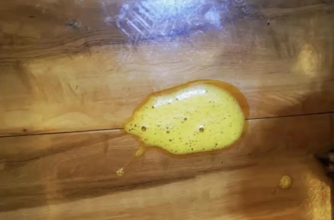 慢性胰腺炎狗狗复发再治疗康复记_专用_病情_生化