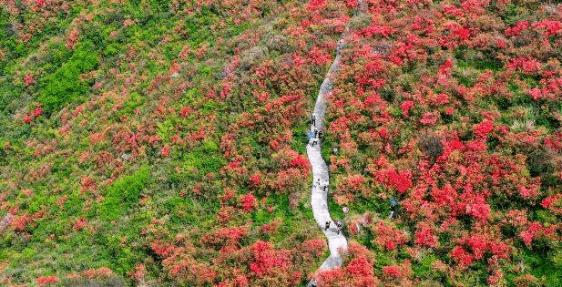 丹寨“杜鹃花节”正式启动，漫山遍野的杜鹃花“盛开”