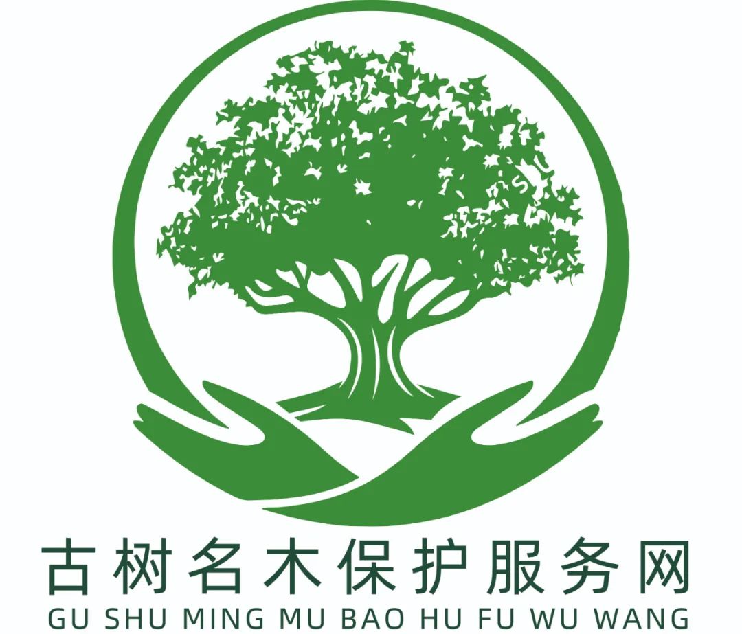 古树故事 | 美国前国务卿 基辛格直言「名园易建 古树难求」 非常羡慕