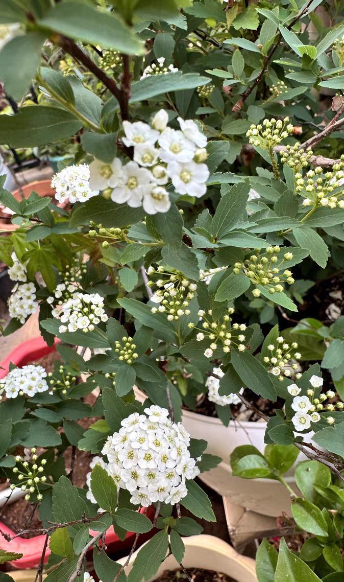 第三种,绣线菊月季在春天养护时需要及时修剪打芽,施用磷钾肥,这样就