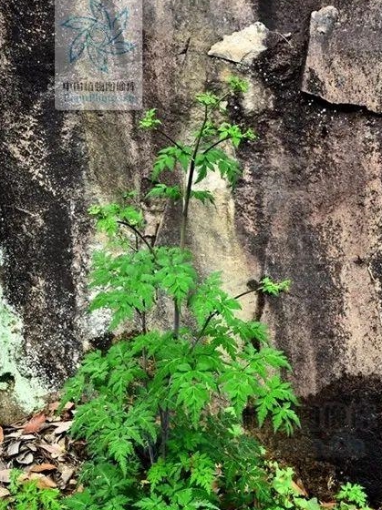 福参,见过吗?根能补中益气;叶治风寒湿痹_cm_生叶_功效