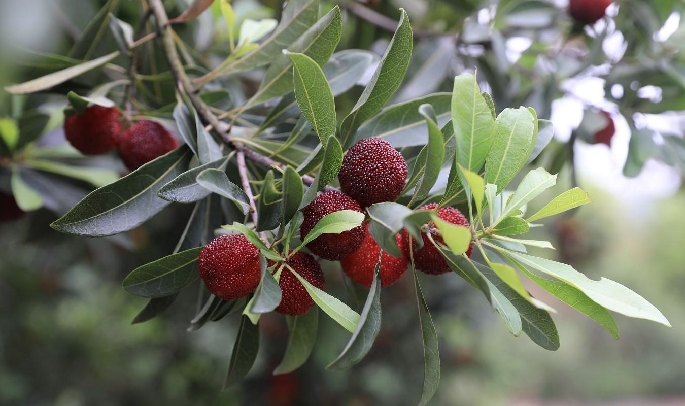 晚稻杨梅上市,那是一种被海风吻过的世纪美味_舟山_颜色_自然
