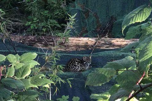 四川瓦屋山首次发现豹猫，和家猫有何不同，拿回家养得熟吗？（瓦屋山能耍多久）