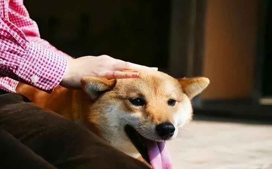 当你"摸狗头"时,在它心里,有这些含义_狗狗_主人_头部