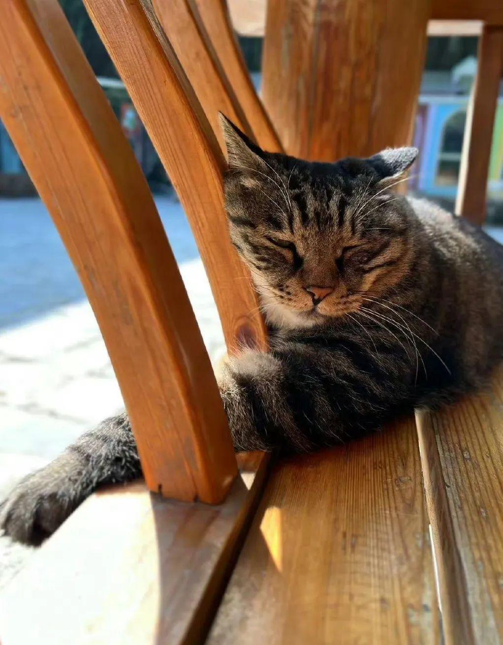 观复博物馆猫阴阳猫_观复博物馆可以摸猫吗_观复猫是什么