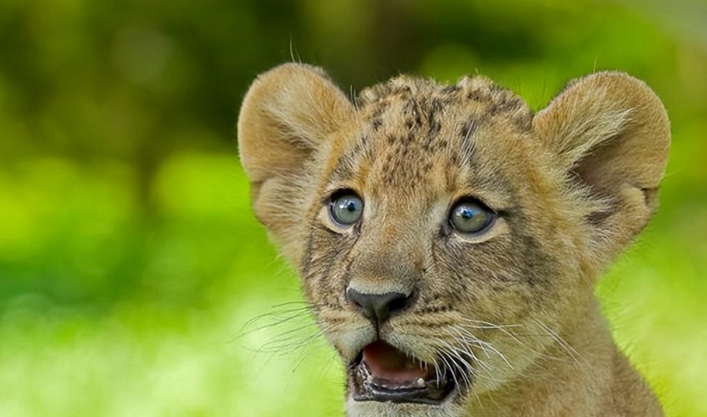 这些动物们究竟看到了神马?_表情_什么_下巴