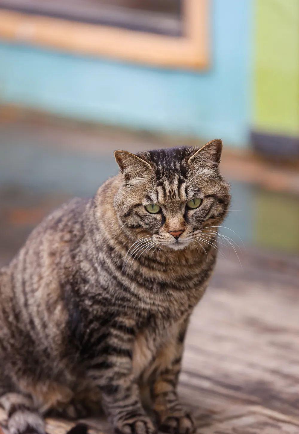 观复猫是什么_观复博物馆可以摸猫吗_观复博物馆猫阴阳猫