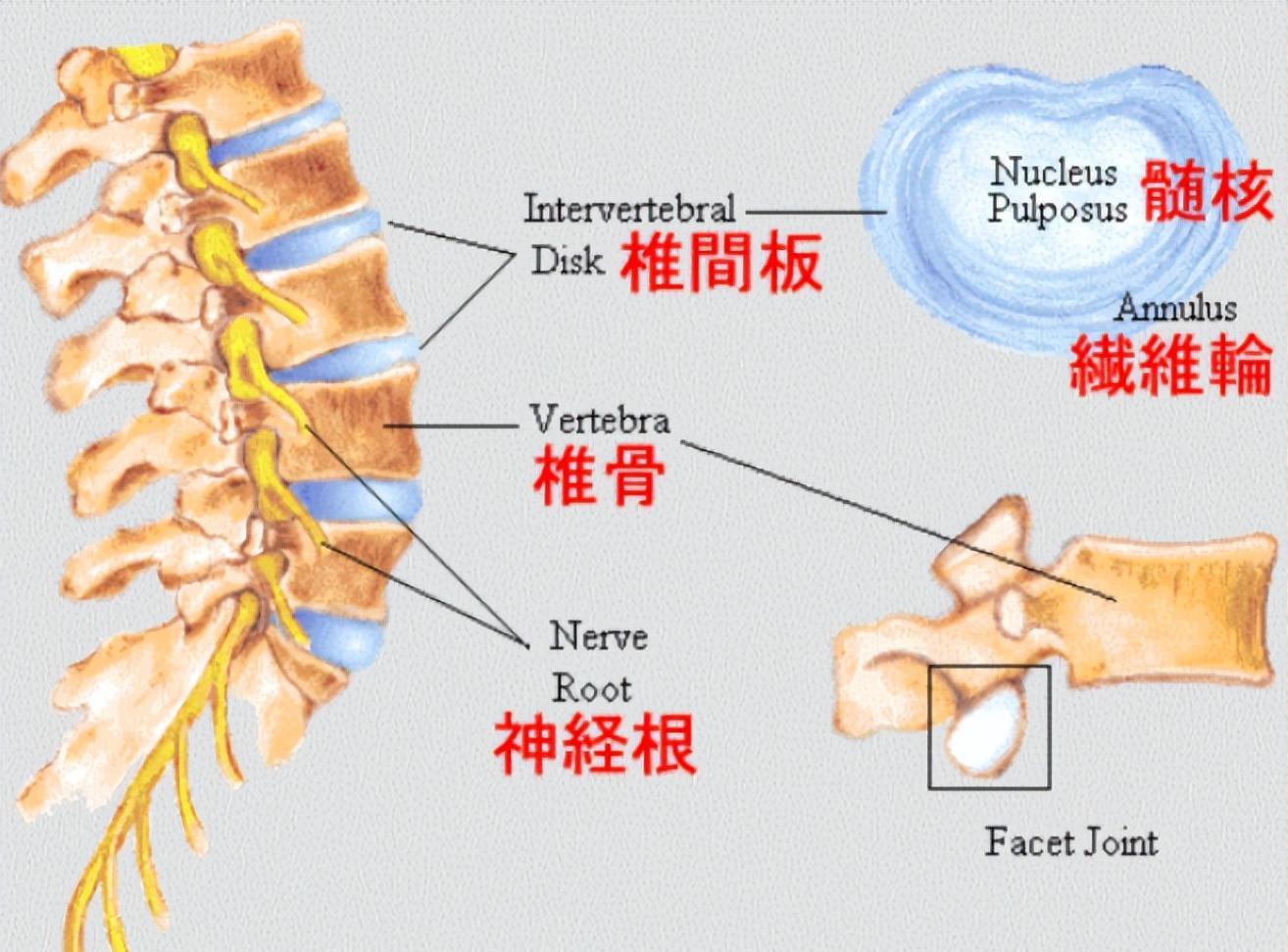 腰椎受力图解图片