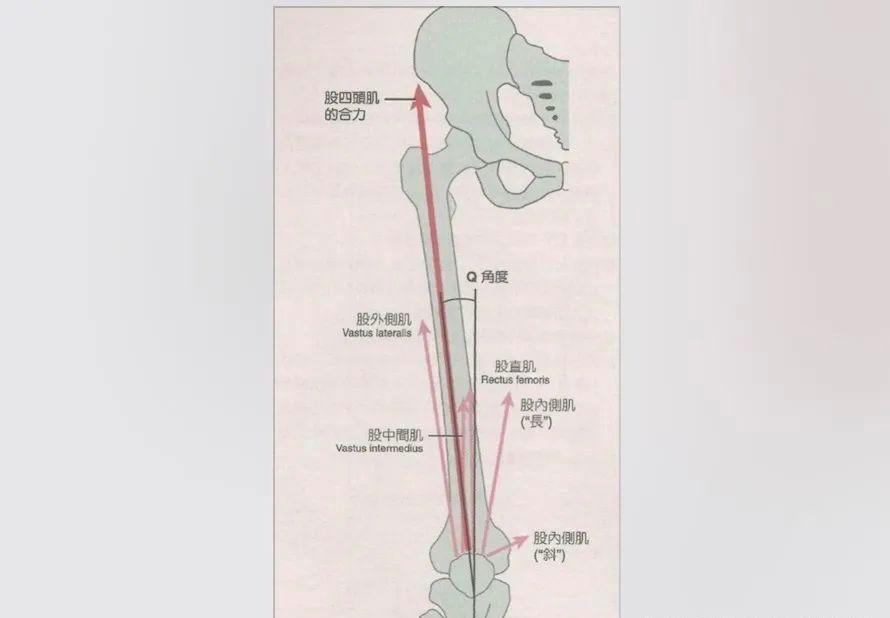 正常的下肢力线图片图片