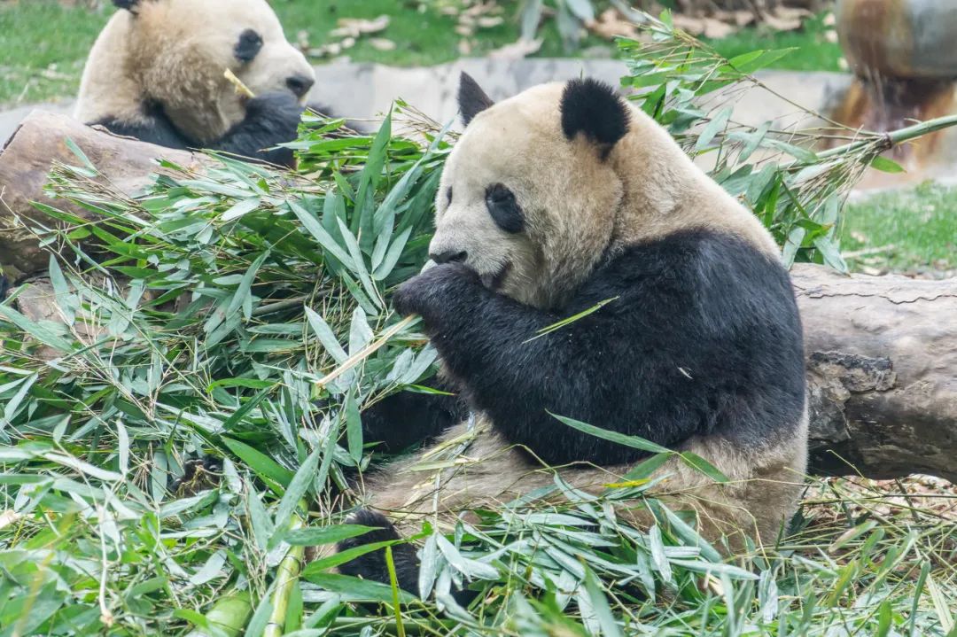 怎么区分“丫丫”“萌兰”“花花”？看到的熊猫到底谁是谁？