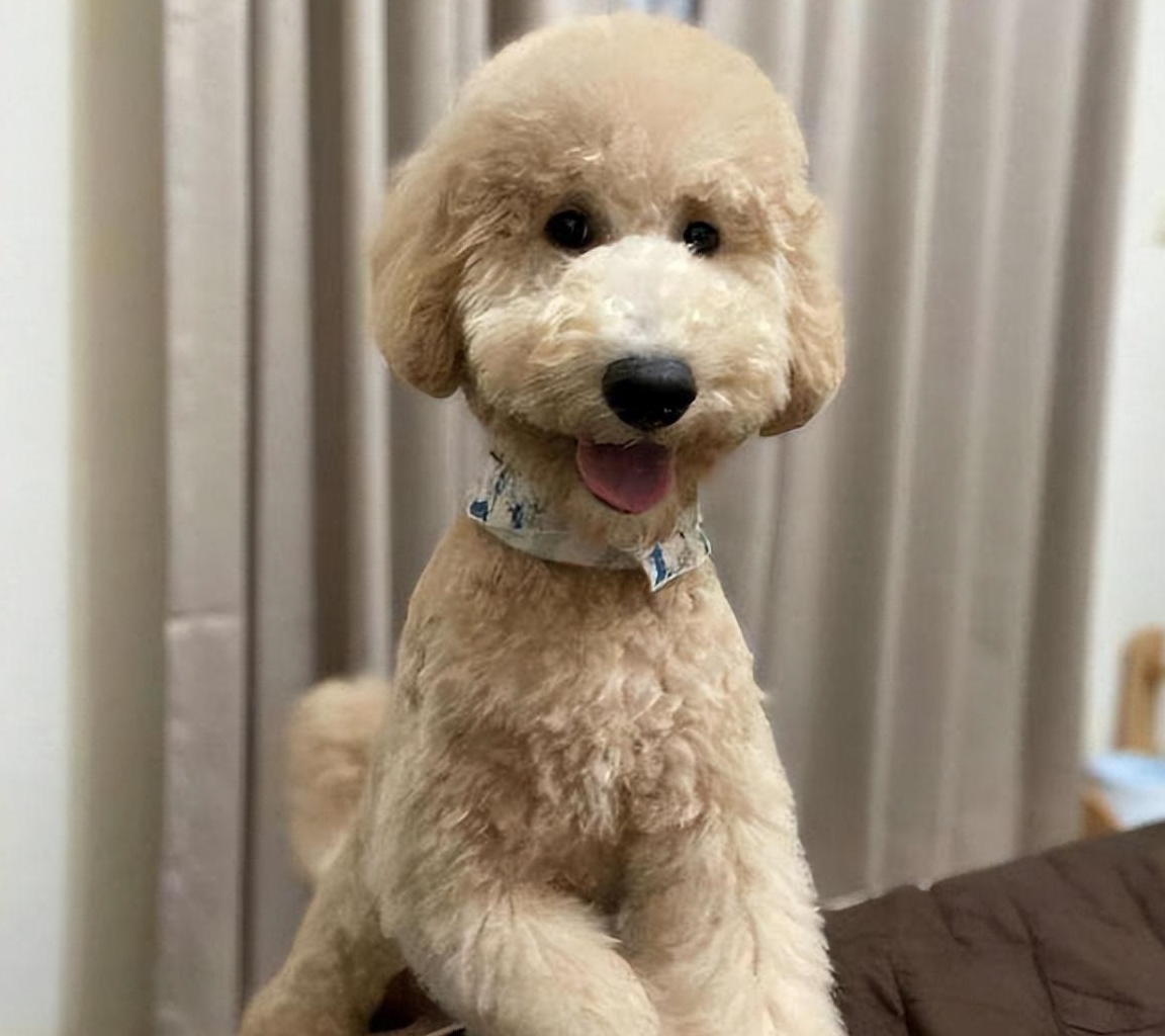 名字"巨贵",一只不掉毛的大型犬了解一下_狗狗_训练_贵宾