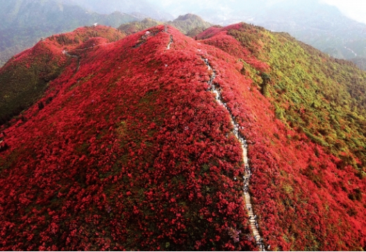 丹寨杜鹃花节,助力当地旅游发展迈向一个"新时代"_风景_游客_龙泉山