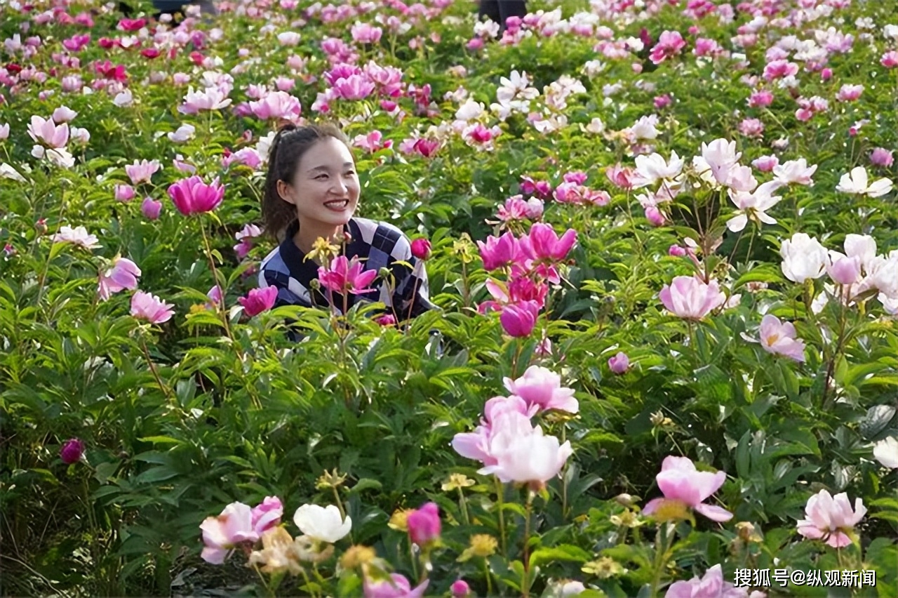 牡丹花水（牡丹花冲水的功效） 第7张