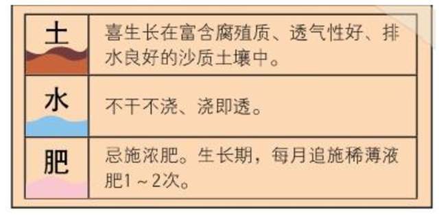 观叶类花卉盆栽文竹详解（观叶类花卉盆栽文竹详解图）