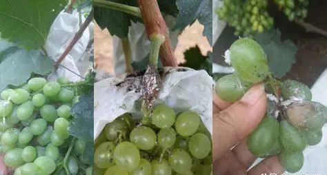 葡萄蚧壳虫防治正当时!要早防早治,防治药剂这么选,害虫跑不了!