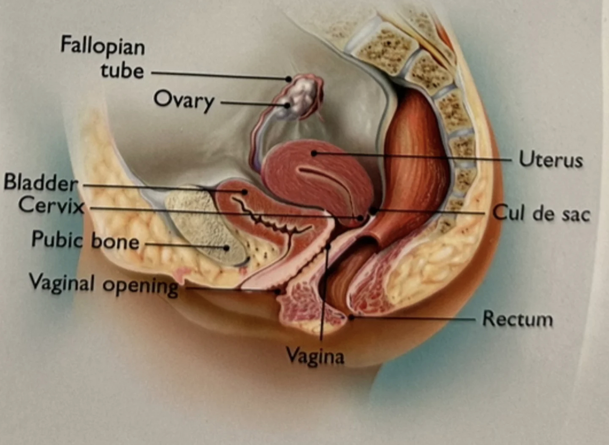 女性yin道的前面是尿道,后面是肛门,很容易被尿液和粪便污染