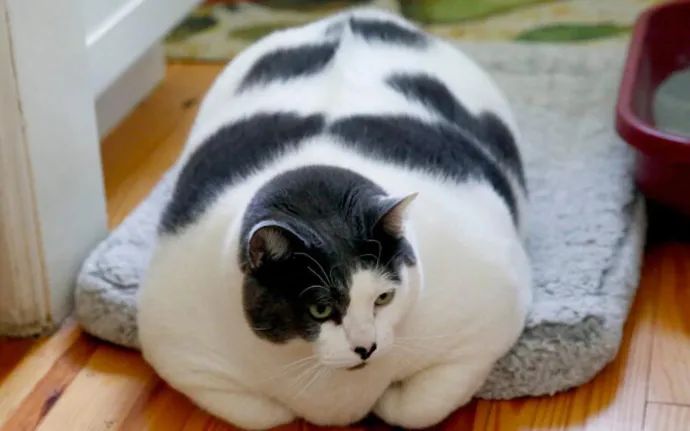 36.5斤的奶牛猫，原主人无力再养，找到新主人后，成功减肥两斤！