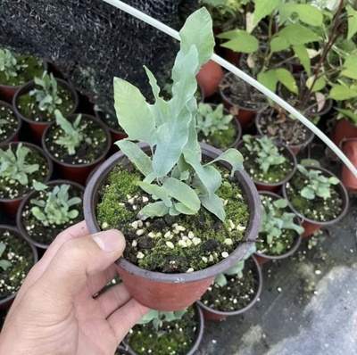 观叶类花卉盆栽贯众详解（观叶类盆景有哪些树种）