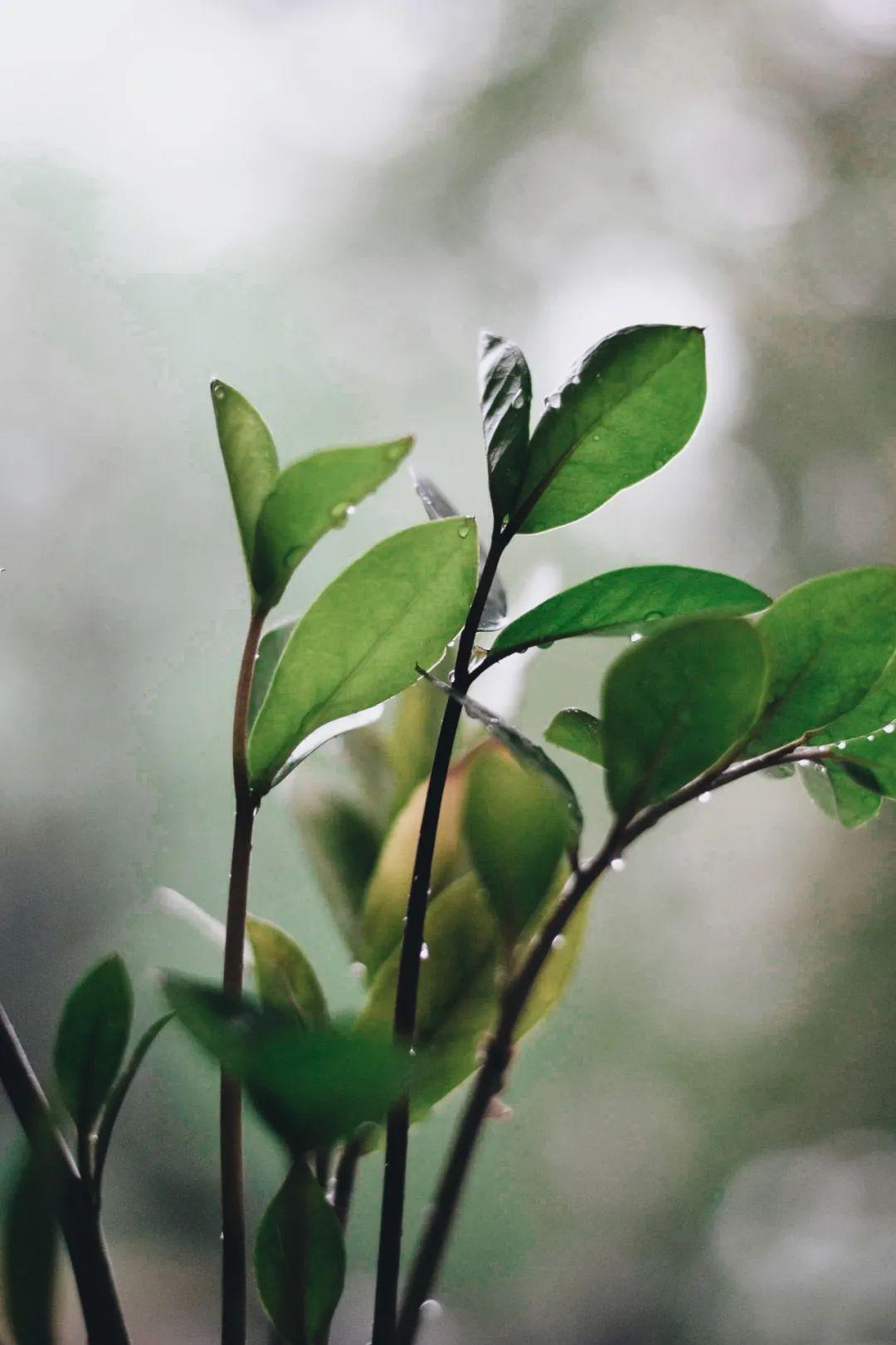 意境美」▼拍攝雨水題材,與自然景物結合最容易出片落雨時的意境之美1