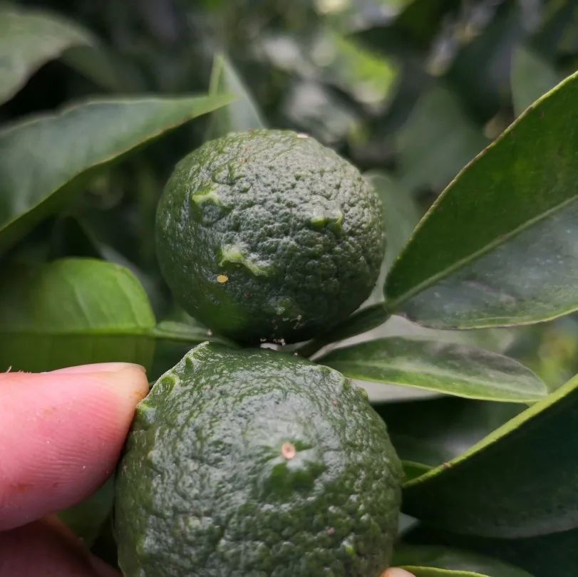 花蕾蛆,跗线螨,蓟马,象鼻虫和灰霉病,疮痂病,炭疽病,溃疡病等危害,以