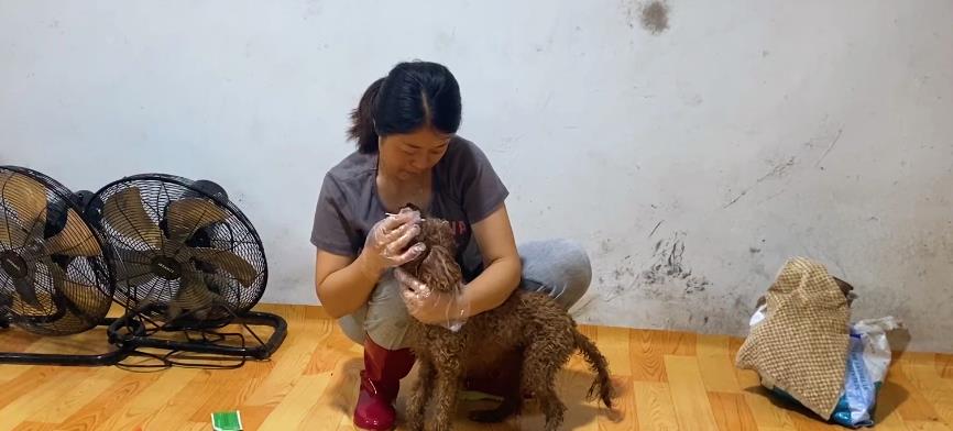 瘸腿泰迪无家可归,暴雨中蜷缩在车底瑟瑟发抖,不知受了多少委屈_小