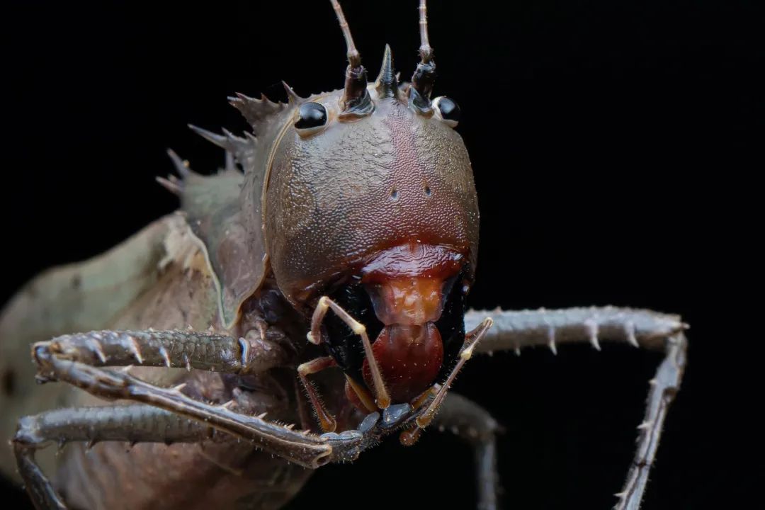 最可怕的昆虫雨林图片