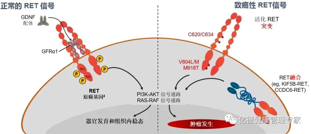 全球首个RET抑制剂！普拉替尼治疗RET基因突变肺癌的显著疗效_患者_融合_细胞