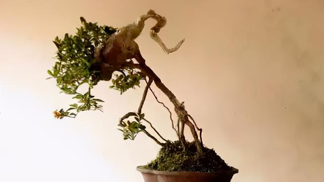 中国盆景精品金弹子盆景展
