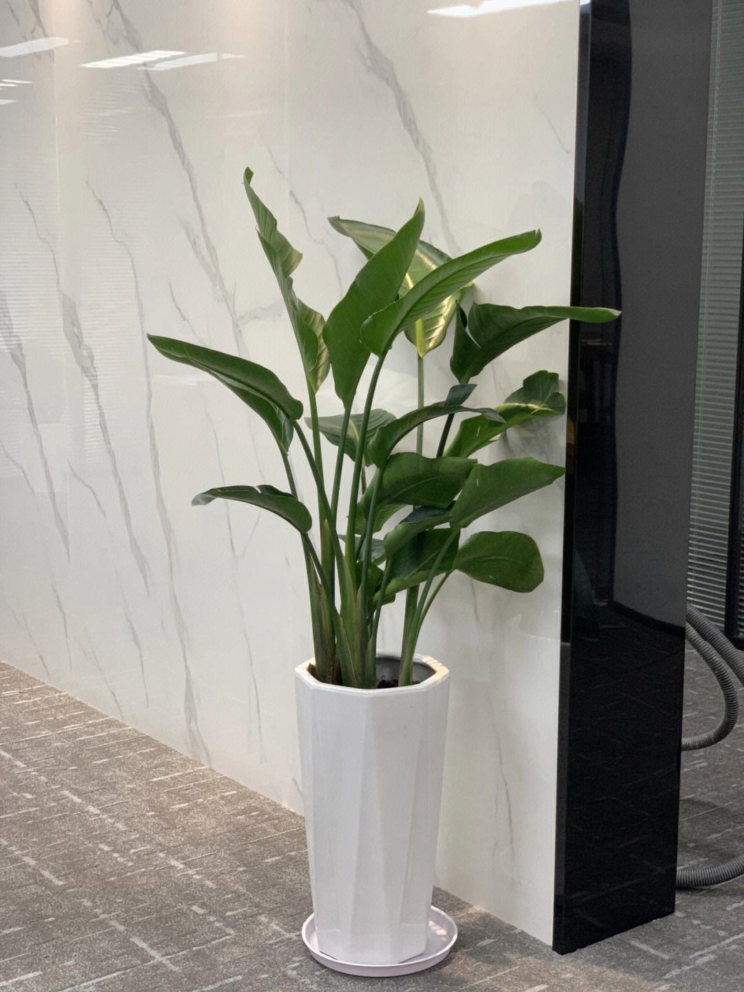 李理谦:办公风水之办公室适合摆放哪些绿植,办公室绿植风水宜忌_植物