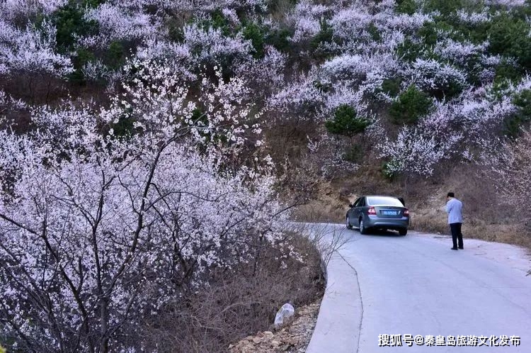 榆花（榆树花图片） 第7张