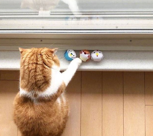 一只背影非常漂亮的橘猫,圆润可爱,网友:好想亲一口!_猫咪_时间_窗台