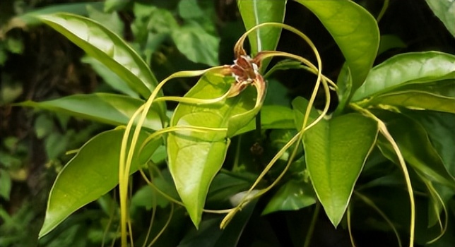 山上一种"羊角拗",长相奇特毒性大,见到别好奇,抓紧绕道走!