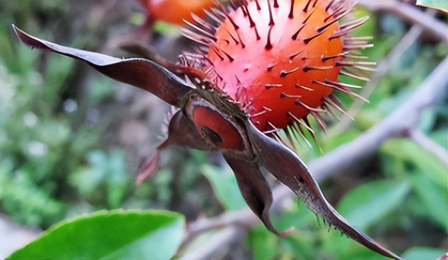 提起金樱子,相信许多朋友都很熟悉,在其他地方,它还有着山石榴,糖果子