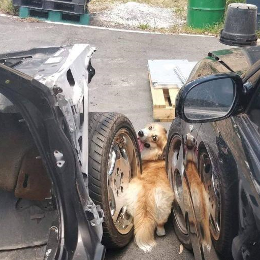 主人开车带柯基去兜风,车要开时狗不见了,结果找到狗后笑到岔气_狗狗