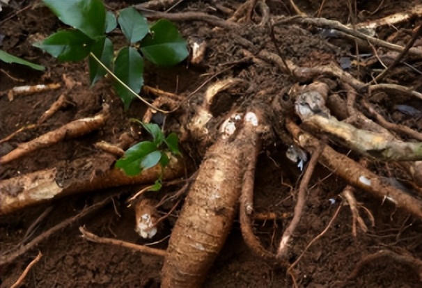 牛大力:一种野生药材,价值不输人参却被农民当柴火烧,太可惜了_植物