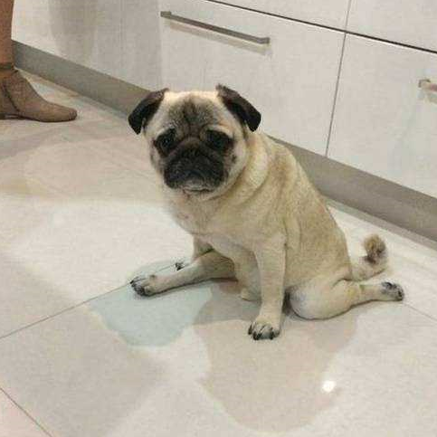 盘点狗狗展示的劈叉小才艺,不当瑜伽教练可惜了_搜狐汽车_搜狐网